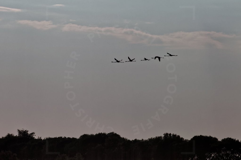 IMG-4299.jpg